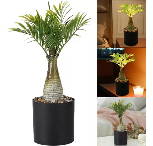 Planta Decorativa